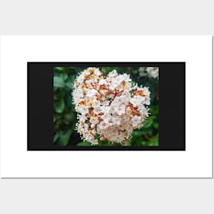 White Flower Posters and Art